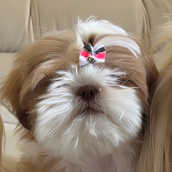 Foto real da Amora